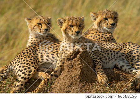 Close-up of three cheetah cubs on mound 66568150