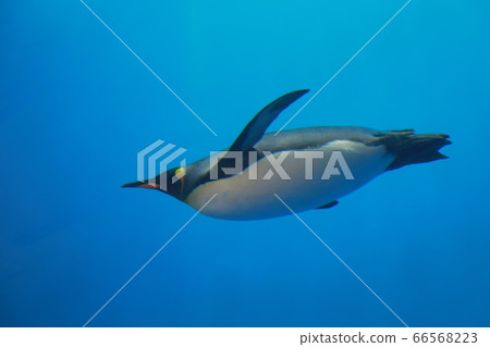 企鵝在水族館裡游泳 企鵝在水族館裡游泳 66568223