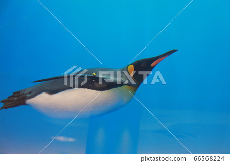 企鵝在水族館裡游泳 企鵝在水族館裡游泳 66568224