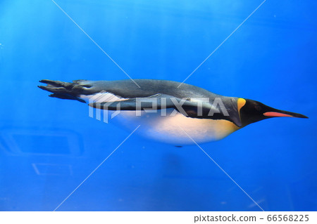 企鵝在水族館裡游泳 企鵝在水族館裡游泳 66568225