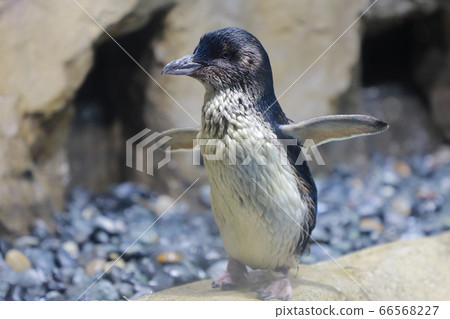 水族館企鵝 水族館企鵝 66568227