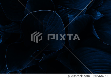 Dark blue leaves background. Close-up. Top view. Dark blue leaves background. Close-up. Top view. 66568232