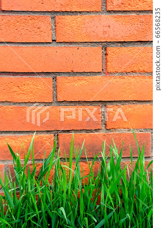 Fresh green grass and red brick wall. Fresh green grass and red brick wall. 66568235