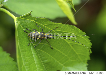 Kiboshikamikiri 66568488