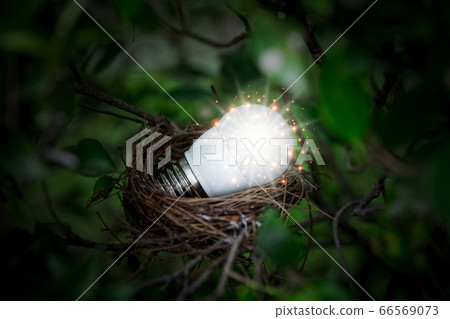 shining light bulb in bird nest among green leaves shining light bulb in bird nest among green leaves 66569073