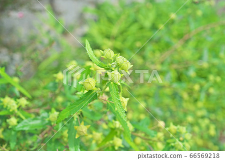 蠍魚的黃綠色芽 66569218