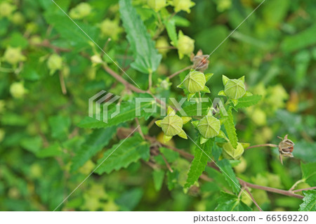 Yellow-green buds of scorpionfish 66569220