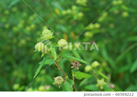 蠍魚的黃綠色芽 66569222