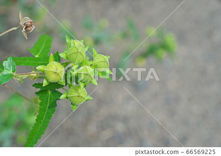 蠍魚的黃綠色芽 66569225