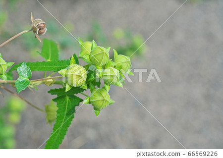 蠍魚的黃綠色芽 66569226