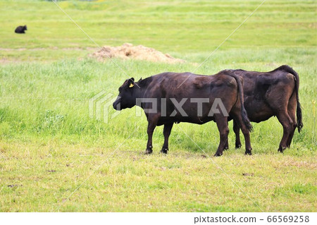 Japanese beef 66569258