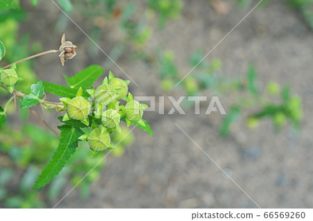 Yellow-green buds of scorpionfish 66569260