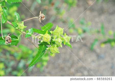Yellow-green buds of scorpionfish 66569261