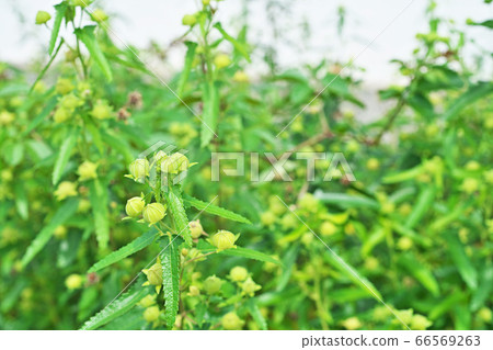 Yellow-green buds of scorpionfish Yellow-green buds of scorpionfish 66569263