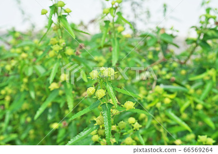 Yellow-green buds of scorpionfish 66569264