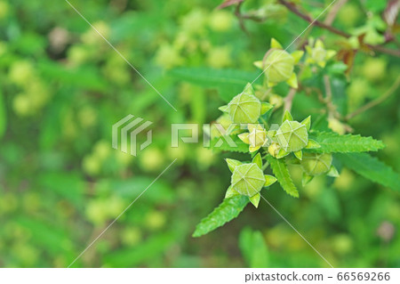 蠍魚的黃綠色芽 蠍魚的黃綠色芽 66569266