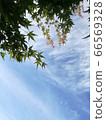 清新的夏日天空和綠葉楓 66569328