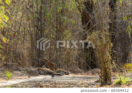 wildlife moment during safari at bandhavgarh forest when wild male tiger or father taking care of his playful cubs at bandhavgarh national park or tiger reserve madhya pradesh india - panthera tigris wildlife moment during safari at bandhavgarh forest when wild male tiger or father taking care of his playful cubs at bandhavgarh national park or tiger reserve madhya pradesh india - panthera tigris 66569412