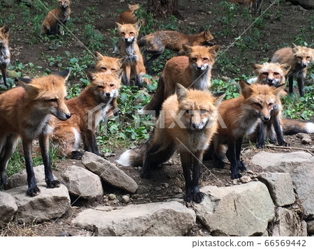 Fox (group) Fox (group) 66569442
