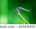 A male of a giant dragonfly perching on a branch 66569456