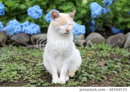 貓的凝視 66569533