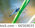 A male of the Black-tailed Dragonfly perching on a leaf of grass 66569635