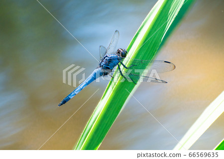 A male of the Black-tailed Dragonfly perching on a leaf of grass 66569635