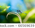 A male of the Black-tailed Dragonfly perching on dead grass 66569639