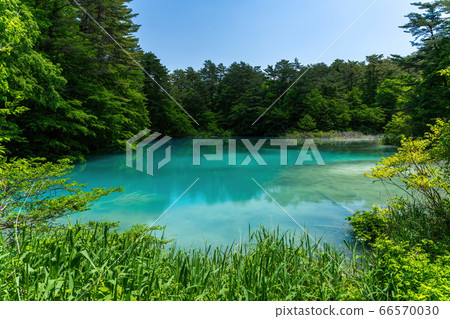 Scenery of Goshikinuma nature exploration road in early summer Aonuma and trees by the lake Kita-Shiobara Village, Fukushima Prefecture 66570030