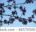 樹枝和天空 66570500