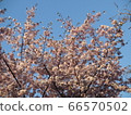 櫻花和天空 66570502