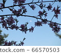 樹枝和天空 66570503