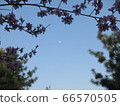 天空和樹木 66570505