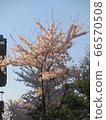 櫻桃樹 66570508