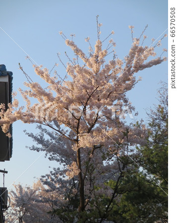 櫻桃樹 櫻桃樹 66570508