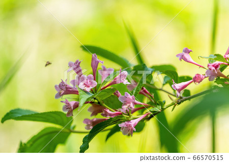Scenery of Goshikinuma Nature Exploration Road in early summer: Welshwood that blooms along the lake Kita-Shiobara Village, Fukushima Prefecture 66570515