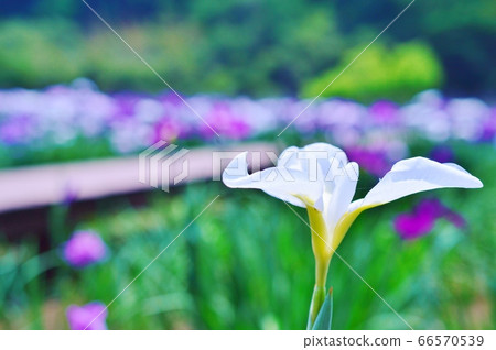 Flower show Kagurame Lake flower iris garden 66570539