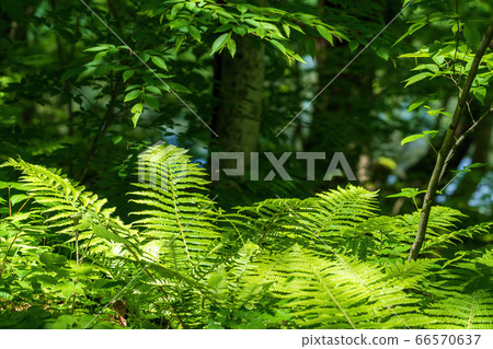 Fresh green scenery of the Gokininuma nature exploration road Flocks of ferns in Kitashiobara Village, Fukushima Prefecture Fresh green scenery of the Gokininuma nature exploration road Flocks of ferns in Kitashiobara Village, Fukushima Prefecture 66570637