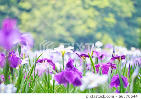 Flower show Kagurame Lake flower iris garden 66570644