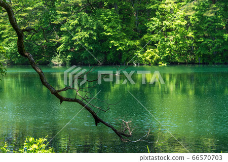 福島縣北尾原村八戶沼自然保護區Goshikinuma自然探索路的綠色美景 66570703