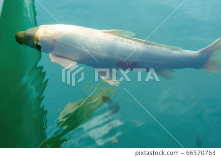 福島縣北史原村Bishamonnuma（Goshikinuma）的心形鯉魚 66570763
