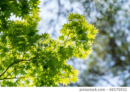 Fresh green scenery of Goshikinuma Nature Exploration Road Lakeside trees, Kitashiobara Village, Fukushima Prefecture Fresh green scenery of Goshikinuma Nature Exploration Road Lakeside trees, Kitashiobara Village, Fukushima Prefecture 66570932