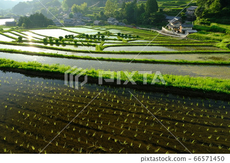 Evening view of terraced rice fields (Asuka Village, Taka City District, Nara Prefecture) Evening view of terraced rice fields (Asuka Village, Taka City District, Nara Prefecture) 66571450