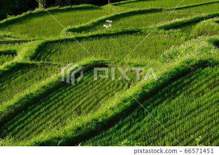 Evening view of rice terraces and Shirasagi (Asuka Village, Taka City District, Nara Prefecture) 66571451