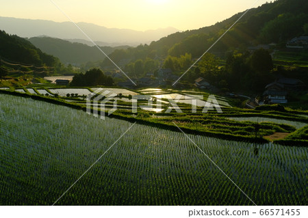 Evening view of terraced rice fields (Asuka Village, Taka City District, Nara Prefecture) 66571455
