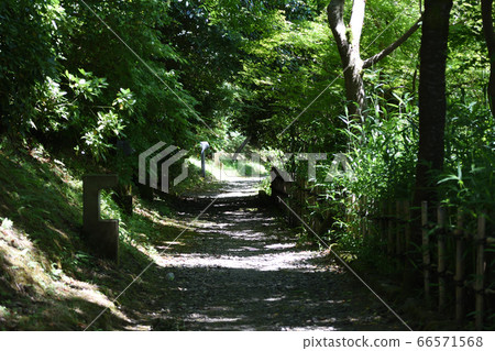 Path Path 66571568