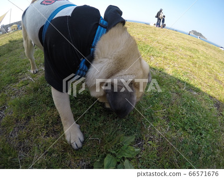 嗅哈巴狗 嗅哈巴狗 66571676