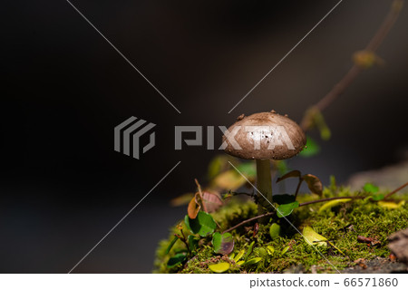Mushrooms found in the woods Mushrooms found in the woods 66571860