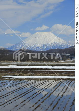 Swan and Mount Yotei in Rankoshi Town, Hokkaido 66571882