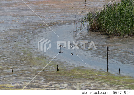潮灘的生物 66571904